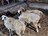 Ovejas (lote, sexo no especificado), Ovejas — foto 3