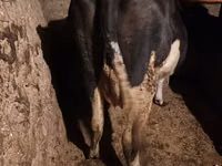 गाय, Russian Black pied cattle — फ़ोटो 2