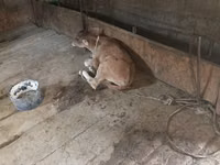 गाय, अलाताऊ नस्ल — फ़ोटो 2