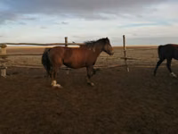 فرس, Kazakh horse — الصورة 1