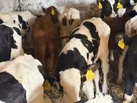 Rinder (Partie, Geschlecht nicht angegeben), Simmental cattle — Foto 3