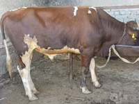 Букачар, Сиырлар — сүрөт 1