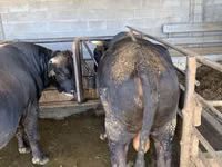 Bulle, Swiss cattle — Foto 6