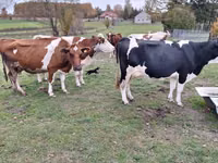 Sigir, Russian Black pied cattle — 1-rasm