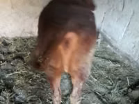 Caballos (lote, sexo no especificado), Caballos — foto 1