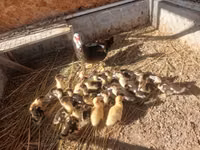 Ducks — Foto 1