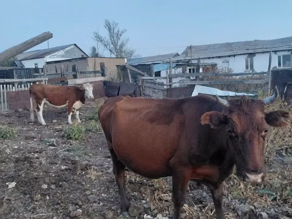 गाय, मवेशी — कज़ाखस्तान