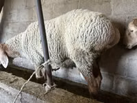 Қошқар, Arashan sheep — 4-сурет