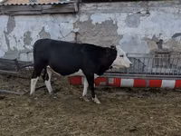 Kuh, Kasachische Weißkopfkuh — Foto 5
