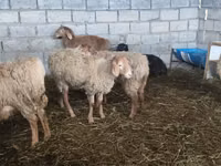 نعجة, Tian-Shan semifinewool sheep — الصورة 5