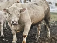 सांड, Charolais cattle — फ़ोटो 1