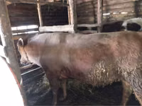 Toro, Simmental cattle — foto 1