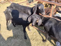 Taka, Beetal goats — 2-rasm