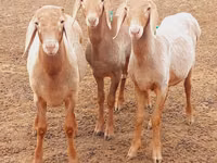 Қошқар, Arashan sheep — 4-сурет