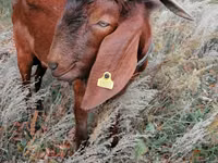 Ziegenbock, Nubian Goat — Foto 3