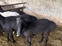 Ovejas (lote, sexo no especificado), Ovejas — foto 2
