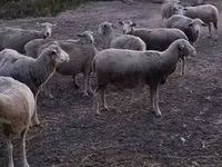 Carnero, Ile-de-France sheep — foto 4