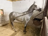 Caballo, Orlov Trotter — foto 4