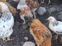 Chickens — फ़ोटो 4
