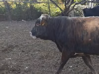 公牛, Cattle — 照片 2