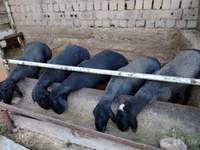 Widder, Rhon sheep — Foto 1