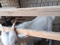 Ziegenbock, Saanen goat — Foto 1