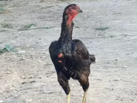 Chickens — foto 1