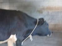 Toro, Raza Holstein — foto 4