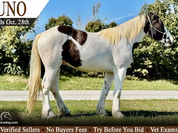 घोड़ा, Gypsy horse