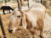 Widder, Arashan sheep — Foto 1