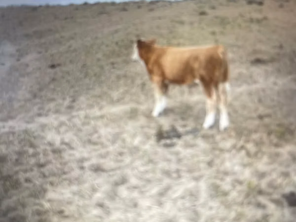 Rinder (Partie, Geschlecht nicht angegeben), Simmental cattle — Kasachstan