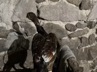 Chickens — फ़ोटो 2