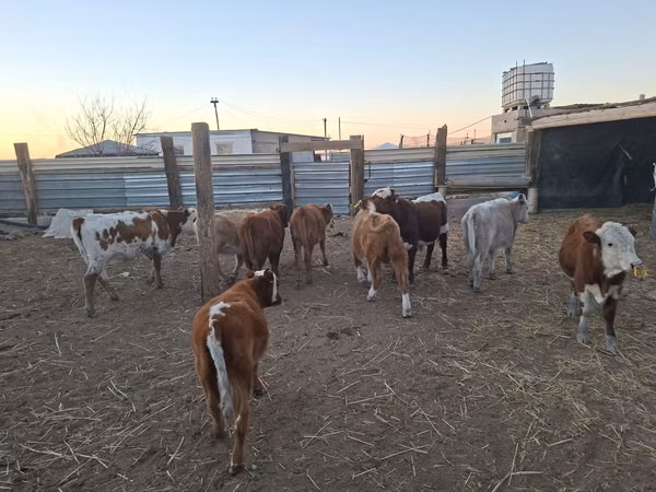 公牛, Simmental cattle — 哈萨克斯坦