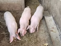 Schweine (Partie, Geschlecht nicht angegeben), Schweine — Foto 3