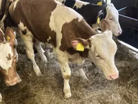 ІҚМ (топ, жынысы көрсетілмеген), Ірі қара — 4-сурет