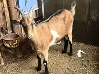 Ziege, Alpine goat — Foto 1