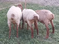 كبش, الأغنام — الصورة 8