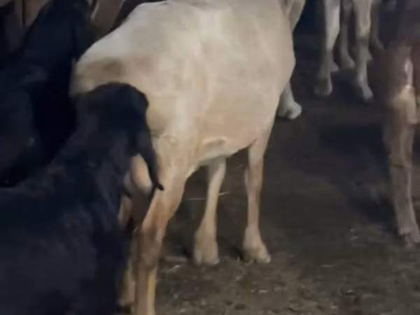 Ziege, Ziegen