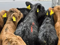Rinder (Partie, Geschlecht nicht angegeben), Simmental cattle — Foto 2
