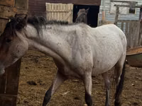 Hengst, Kustanai horse — Foto 4
