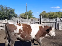 公牛, Simmental cattle — 照片 1