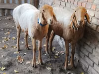 Schaf, Arashan sheep — Foto 4