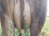 母牛, Swiss cattle — 照片 3