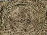 كبش, الأغنام — الصورة 2