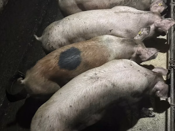 Eber, Schweine