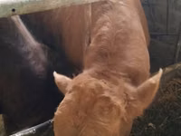公牛, Simmental cattle — 照片 1