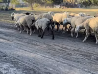 Ram, Sheep — photo 7