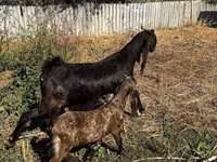 عنزة, Kamori goats — الصورة 2