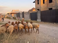 भेड़, Edilbay sheep — फ़ोटो 6