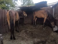 Caballo, Caballos — foto 4